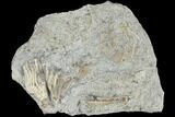 Two Crinoid (Aorocrinus & Dichocrinus) Fossils - Iowa #126183-1